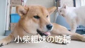 娱乐吃瓜酱怕狗大哥